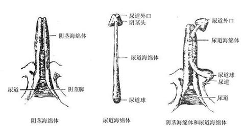 男性阴茎|人類陰莖